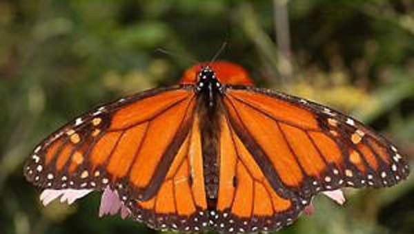 Mariposa 3 Mariposa 3