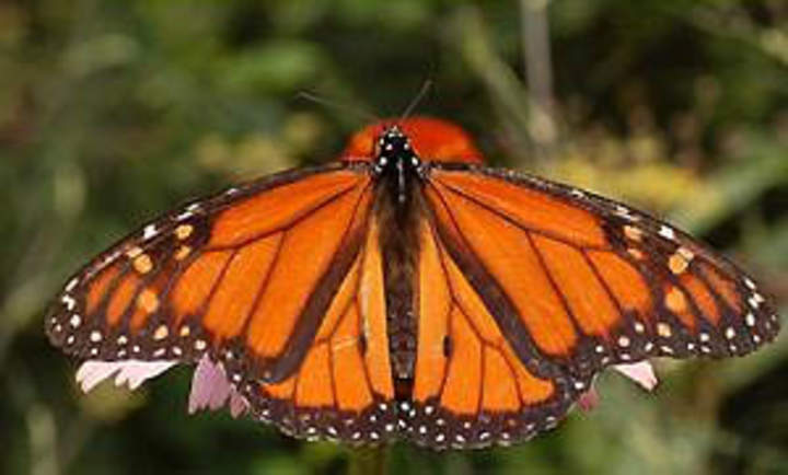 Mariposa 3 Mariposa 3