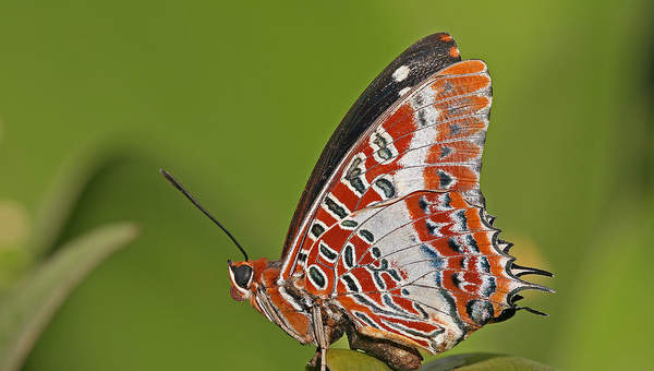 Mariposa 5 Mariposa 5