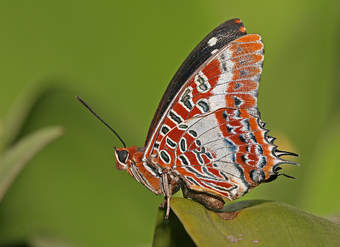 Mariposa 5 Mariposa 5