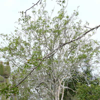 Palo santo Palo santo