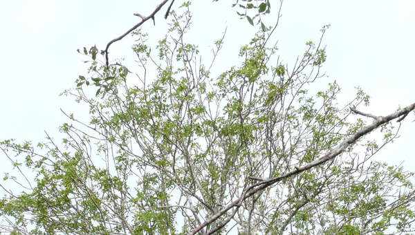 Palo santo Palo santo