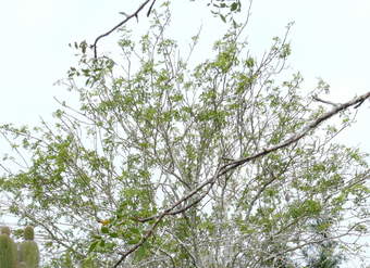 Palo santo Palo santo