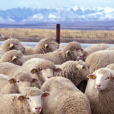 Ovejas Ovejas