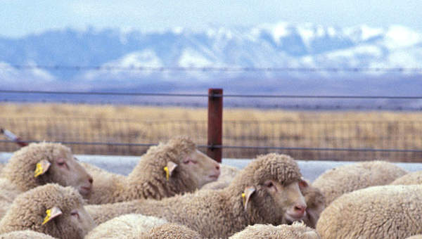 Ovejas Ovejas