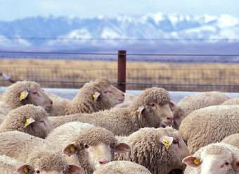 Ovejas Ovejas