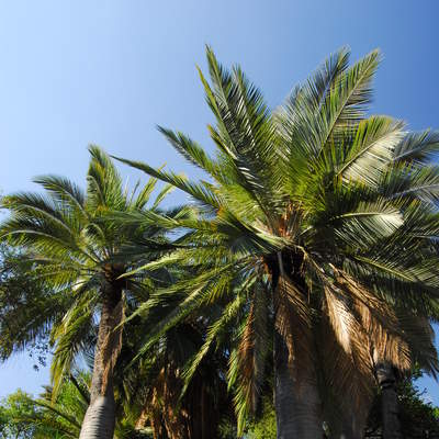 Palma chilena Palma chilena