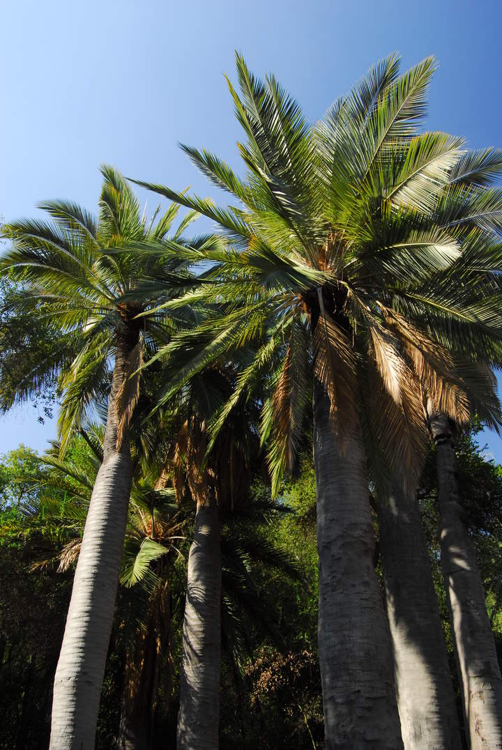 Palma chilena Palma chilena