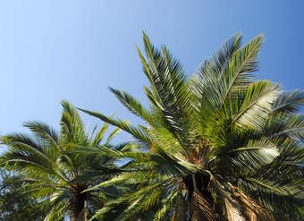 Palma chilena Palma chilena