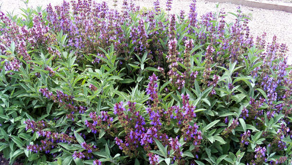 Salvia Salvia