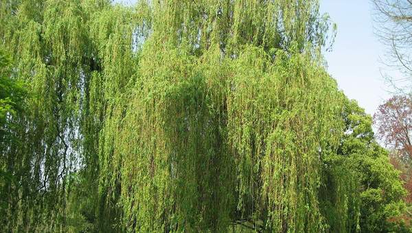 Sauce llorón Sauce llorón