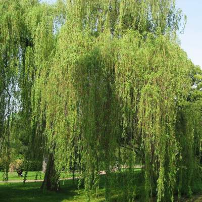 Sauce llorón Sauce llorón