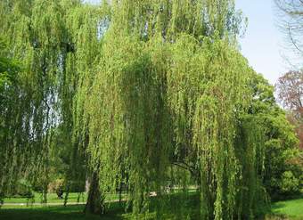 Sauce llorón Sauce llorón