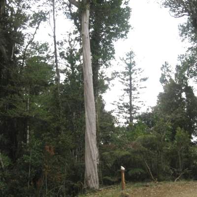 Tronco meli Tronco meli