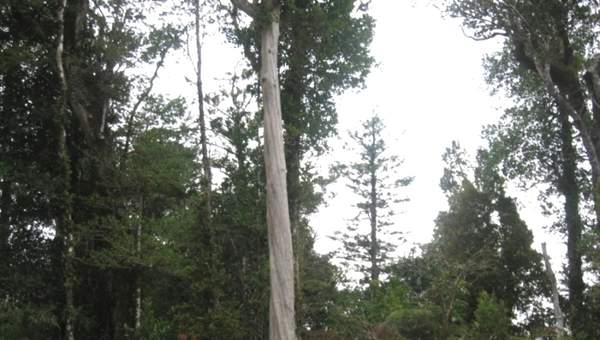 Tronco meli Tronco meli