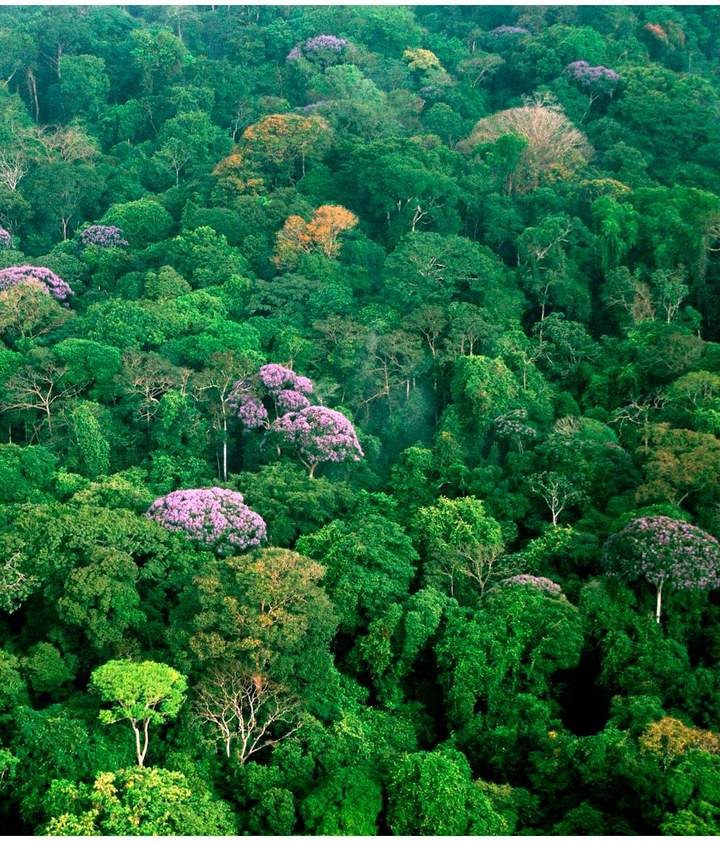Selva en Panamá