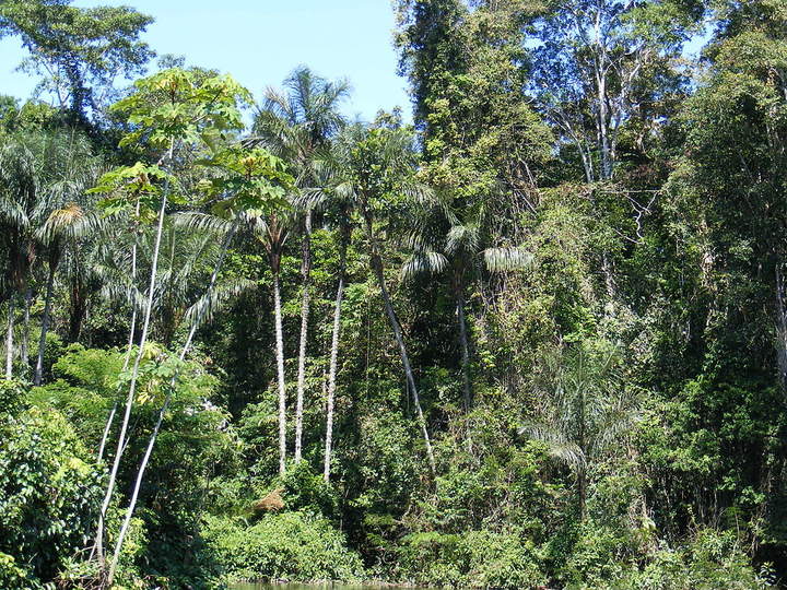 Selva Amazónica 2 Selva Amazónica 2