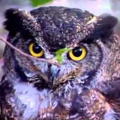 Estampida de pájaros Estampida de pájaros