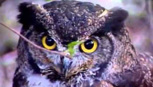 Estampida de pájaros Estampida de pájaros