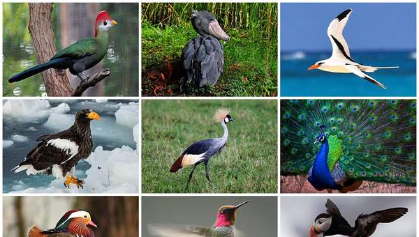 Pájaros de diferentes especies Pájaros de diferentes especies