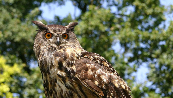 Búho real Búho real