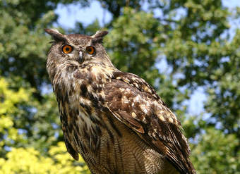 Búho real Búho real