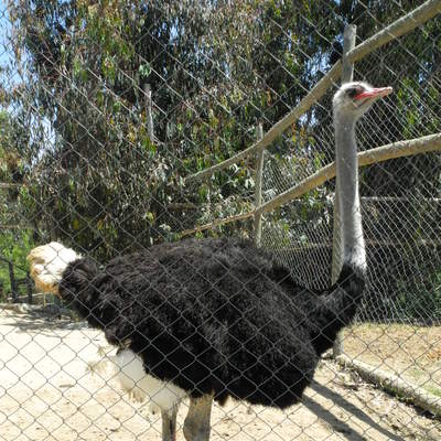 Avestruz Avestruz