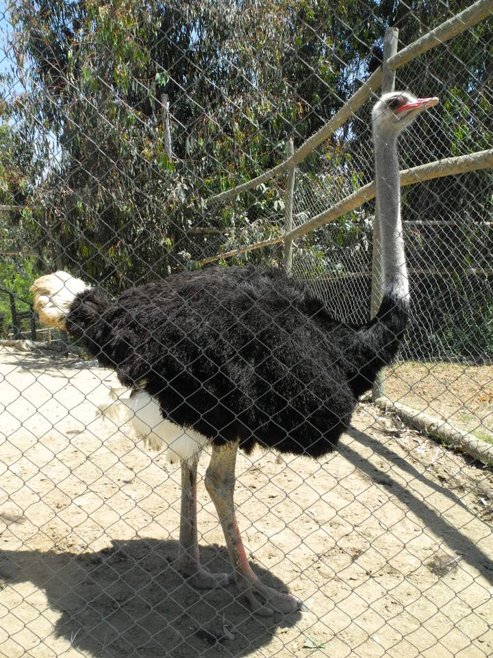 Avestruz Avestruz
