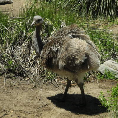 Avestruz chica Avestruz chica
