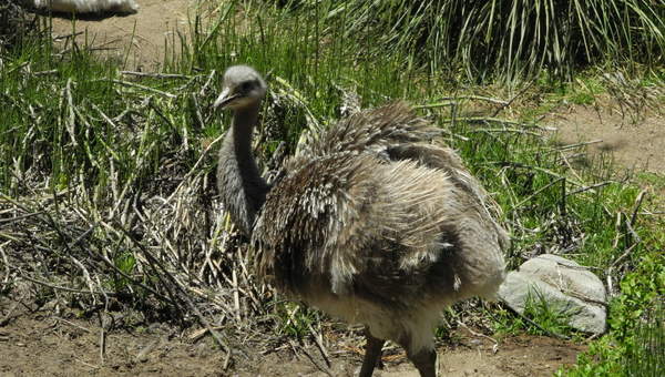 Avestruz chica Avestruz chica