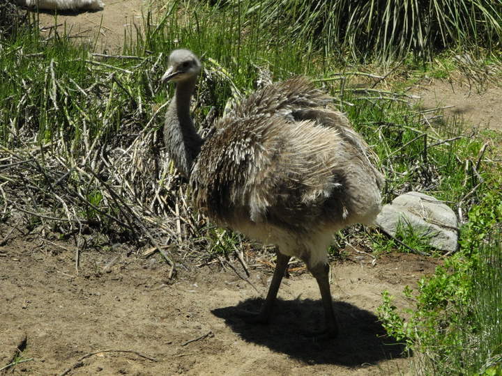 Avestruz chica Avestruz chica