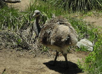Avestruz chica Avestruz chica