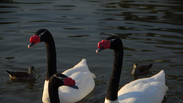 Cisnes de cuello negro Cisnes de cuello negro