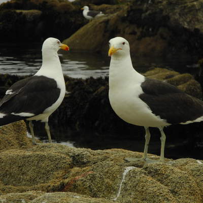 Gaviotas Gaviotas