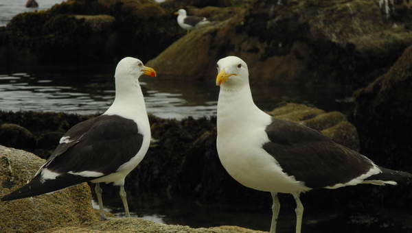 Gaviotas Gaviotas
