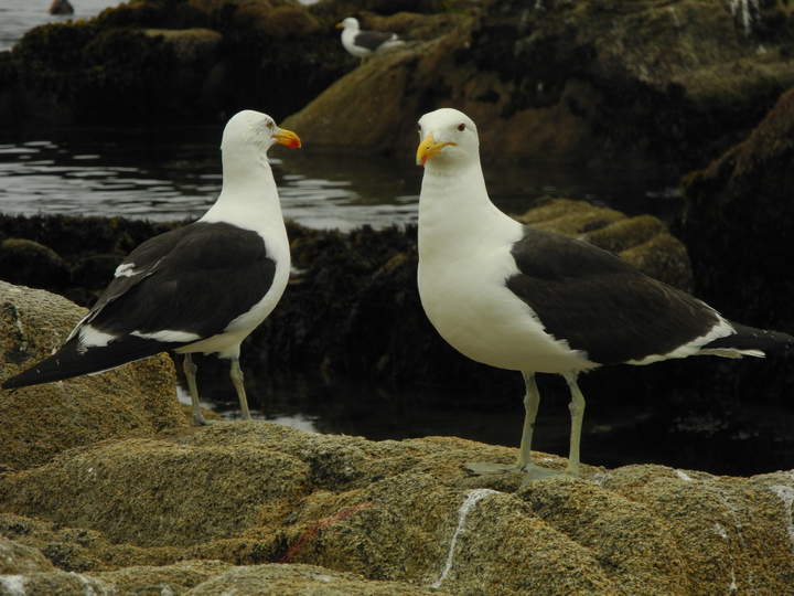 Gaviotas Gaviotas