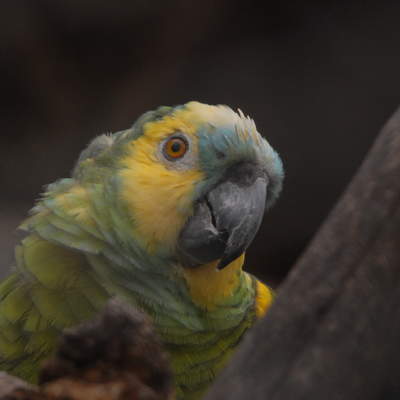 Papagayo (1) Papagayo (1)