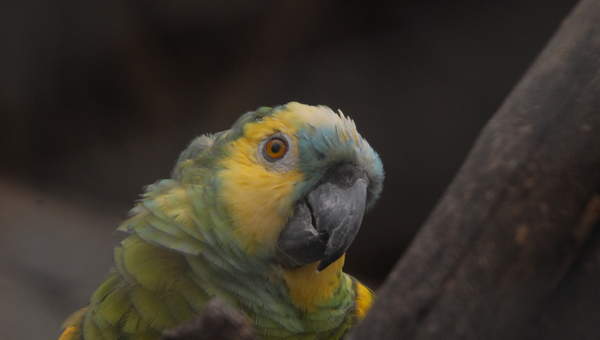 Papagayo (1) Papagayo (1)