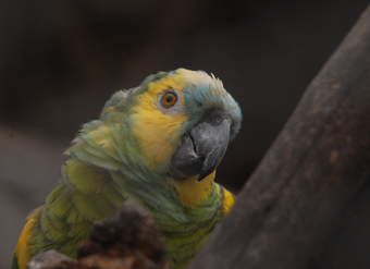 Papagayo (1) Papagayo (1)