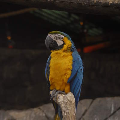 Papagayo (2) Papagayo (2)