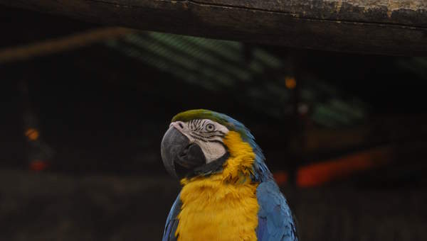 Papagayo (2) Papagayo (2)