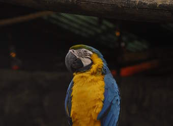 Papagayo (2) Papagayo (2)