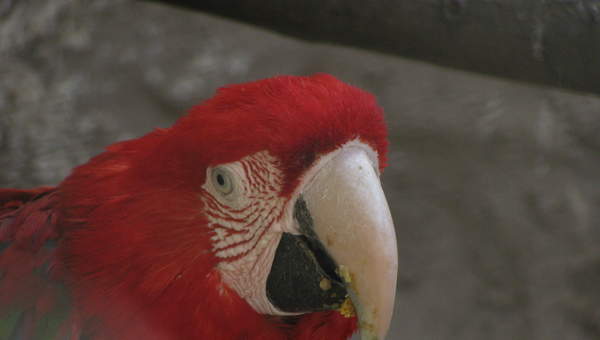 Papagayo (3) Papagayo (3)