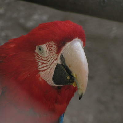 Papagayo (3) Papagayo (3)