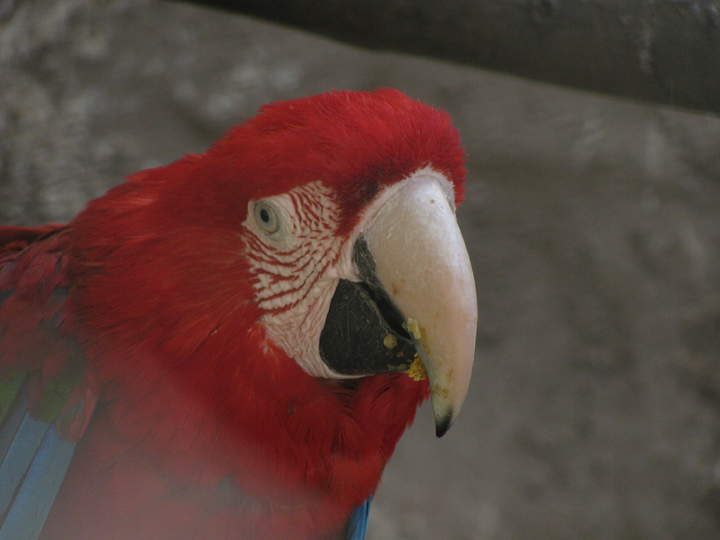 Papagayo (3) Papagayo (3)