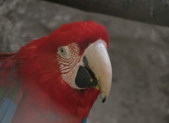 Papagayo (3) Papagayo (3)