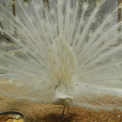 Pavo real blanco Pavo real blanco