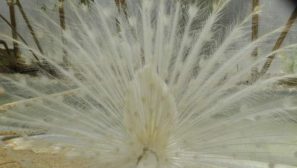 Pavo real blanco Pavo real blanco