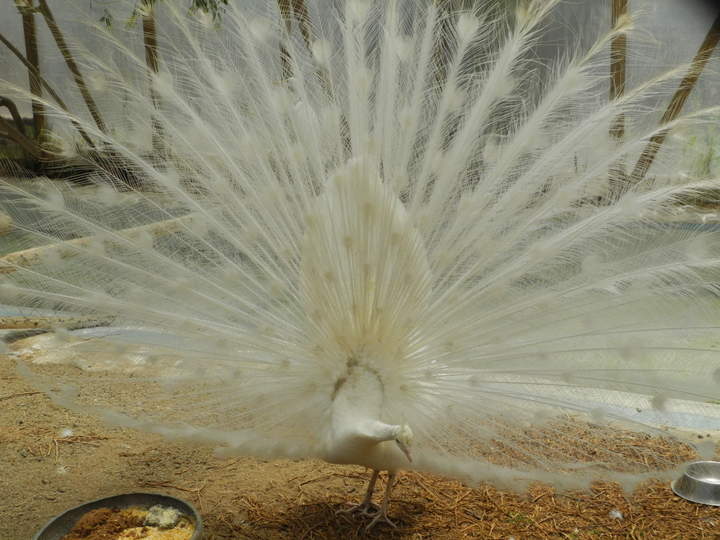Pavo real blanco Pavo real blanco
