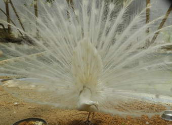 Pavo real blanco Pavo real blanco